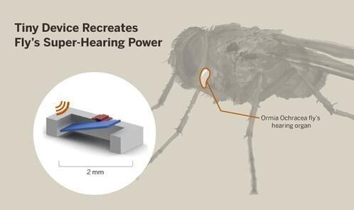免电池助听器的灵感源自苍蝇的听觉系统